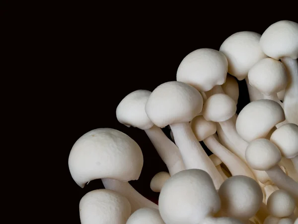 stock image Beech Mushroom