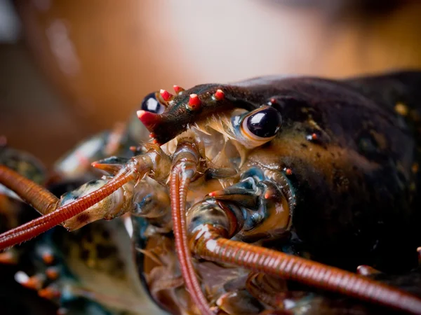 Żywe homary — Zdjęcie stockowe