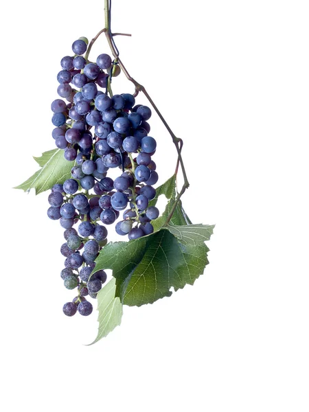 Uvas na vinha — Fotografia de Stock