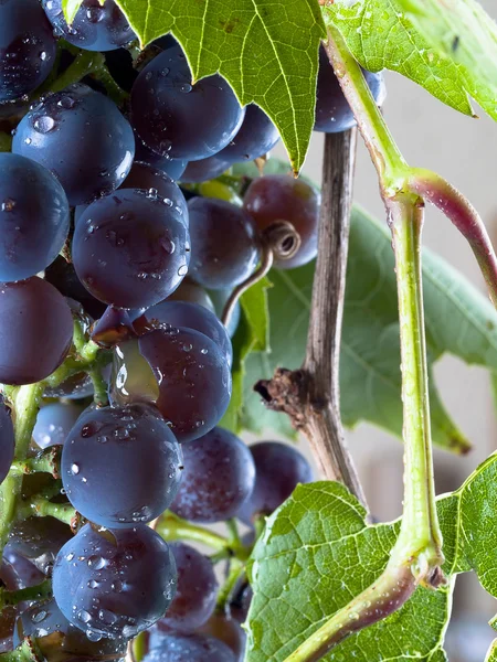 Grapes on The Vine — Stock Photo, Image