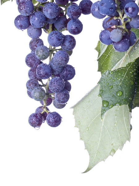 Uvas en la vid — Foto de Stock