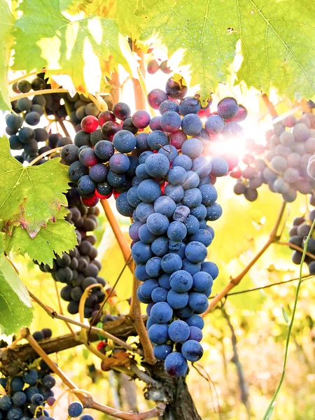 Grapes on The Vine — Stock Photo, Image