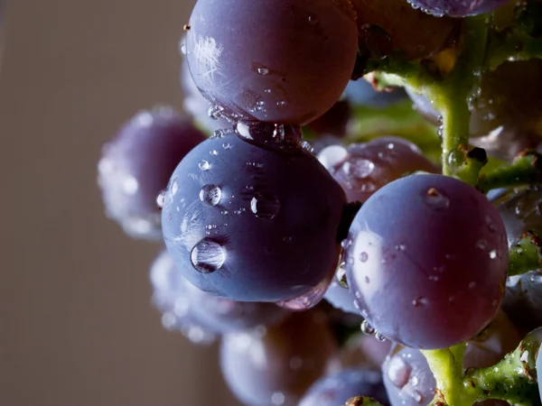 葡萄藤上的葡萄 — 图库照片