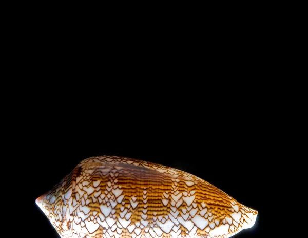 Shell del cono — Foto Stock