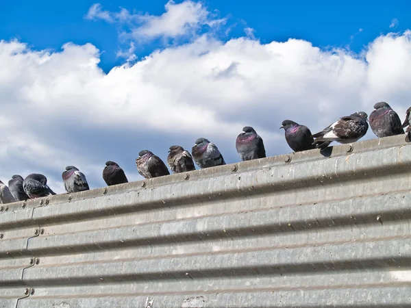 Pigeon Hangout — Stock Photo, Image