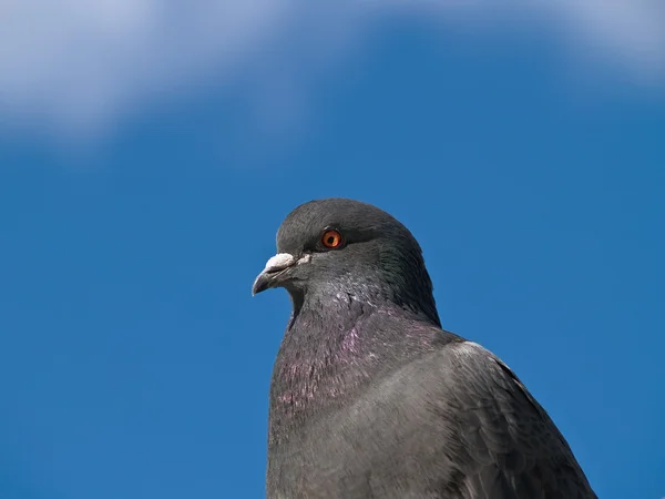 Repaire de Pigeon — Photo