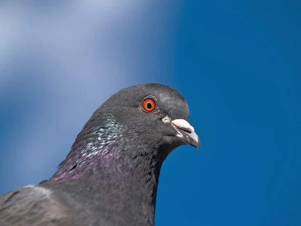 Pigeon Hangout — Stock Photo, Image