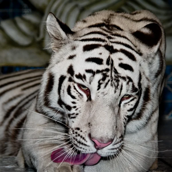 stock image White Tiger