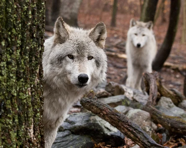 Волки — стоковое фото