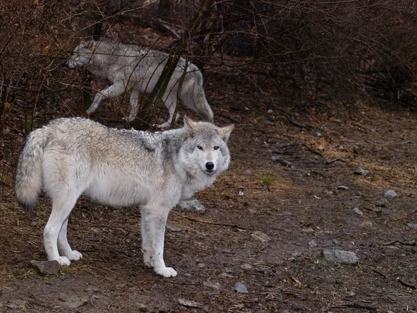 Lobos — Foto de Stock
