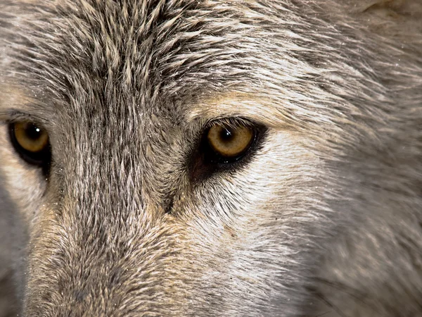 Wolves — Stock Photo, Image