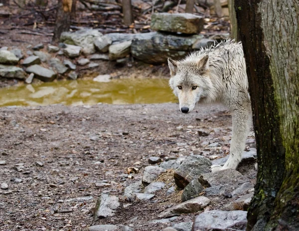 Lobos — Fotografia de Stock