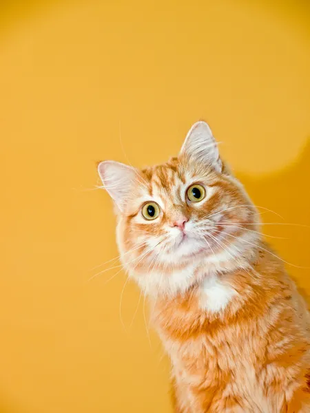 Orange katt Stockbild