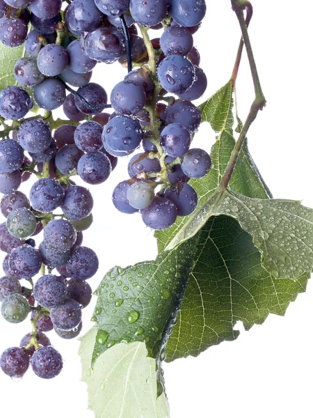Szőlő a szőlőn Stock Kép