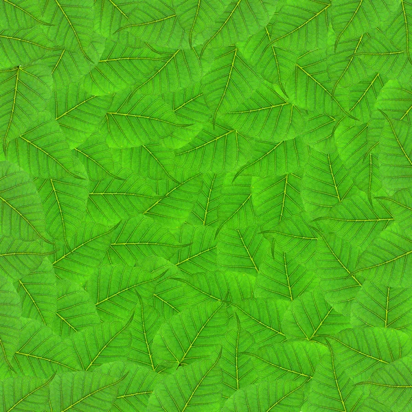緑の葉の背景と質感 — ストック写真