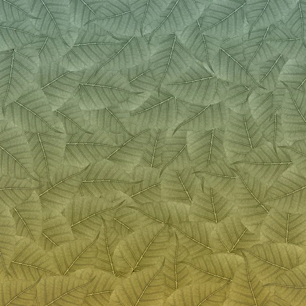 Color Leaf Background and texture — Stock Photo, Image