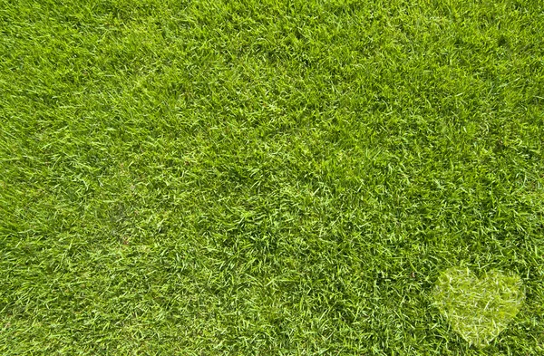 Icône Coeur sur herbe verte, fond de texture — Photo