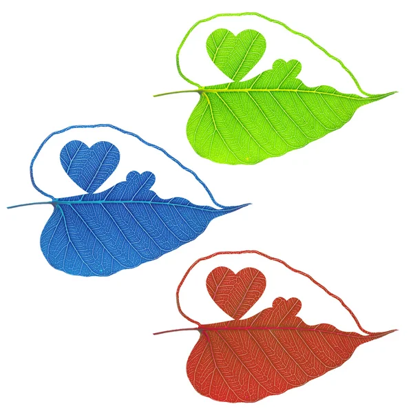 Heart of leaf on white background — Stock Photo, Image
