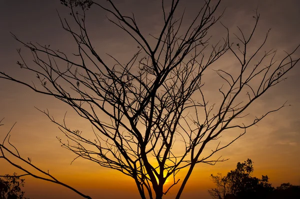 stock image Tree sihouette with sunset