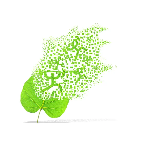 Green leaf of sport weight on white background — Stock Photo, Image