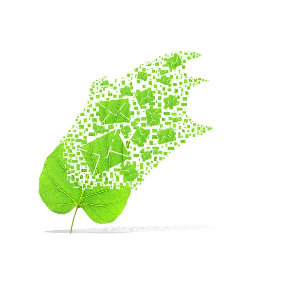 흰색 바탕에 메일의 녹색 잎 — 스톡 사진