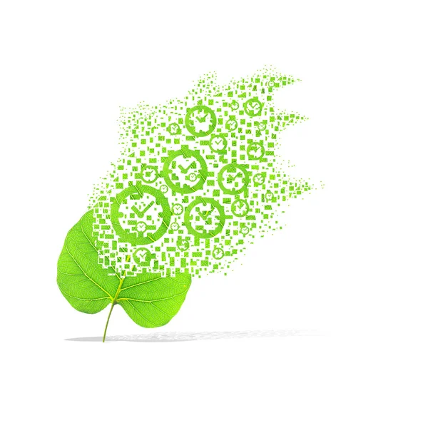 Saatin beyaz zemin üzerine yeşil yaprak — Stok fotoğraf