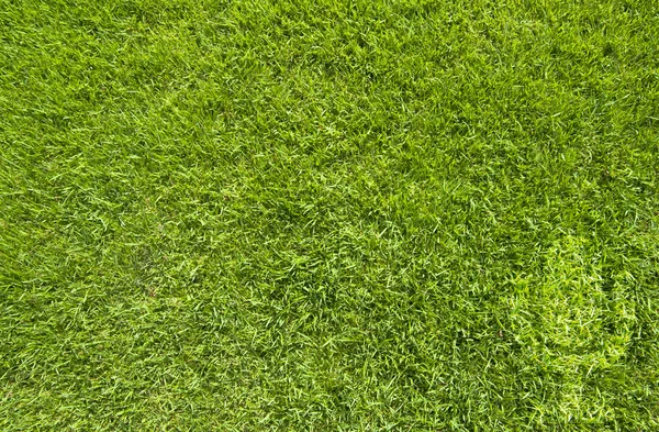 Ícone de microfone na textura de grama verde e fundo — Fotografia de Stock