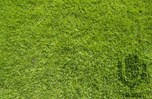 Microfoon pictogram op groen gras textuur en achtergrond — Stockfoto