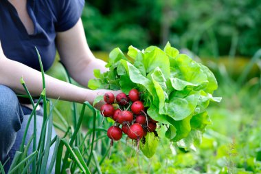 Picking vegetables clipart