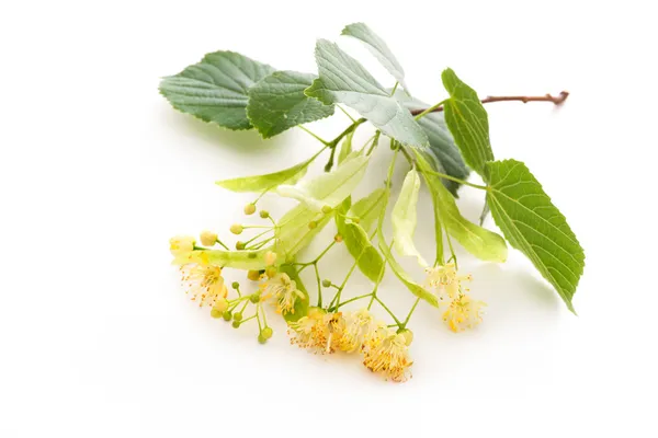Linden blossom — Stock Photo, Image