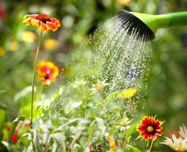 Watering flowers clipart