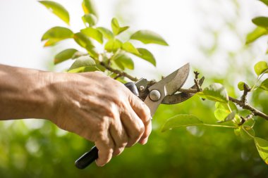 Pruning of trees with secateurs clipart