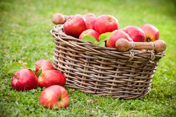 Свежие спелые яблоки в корзине — стоковое фото