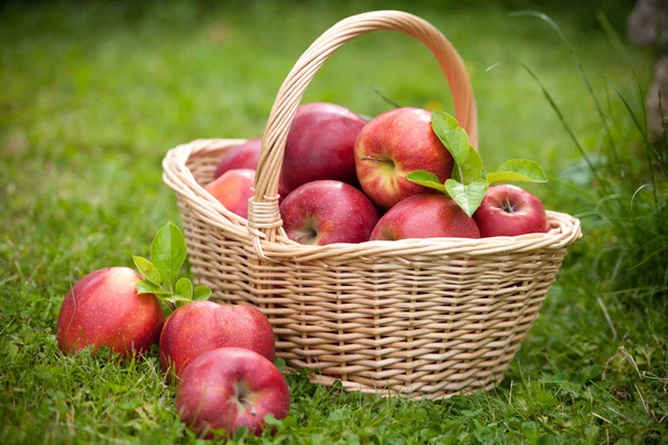 stock image Fresh ripe apples in basket