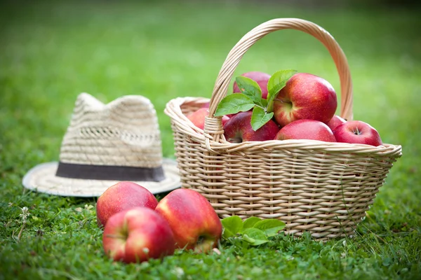 stock image Fresh ripe apples in basket
