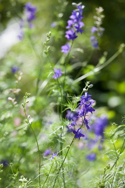 stock image Delphinium