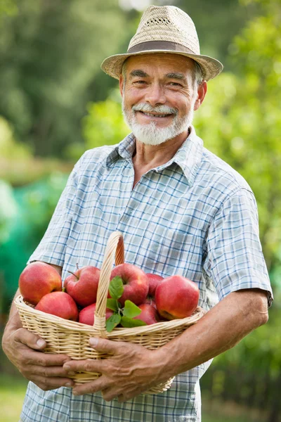 Садовник с корзиной спелых яблок — стоковое фото
