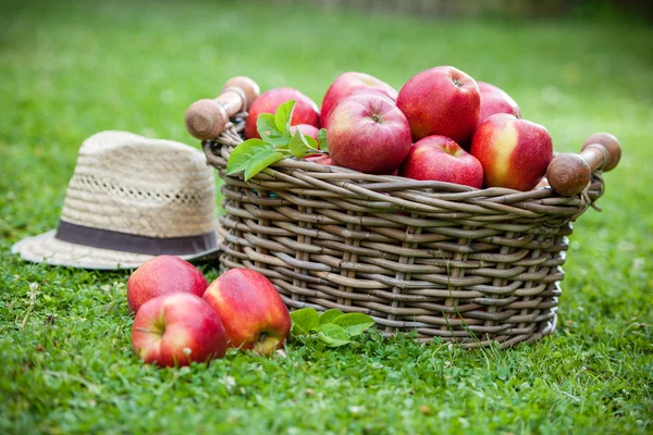 Fresh ripe apples in basket — Stock Photo, Image