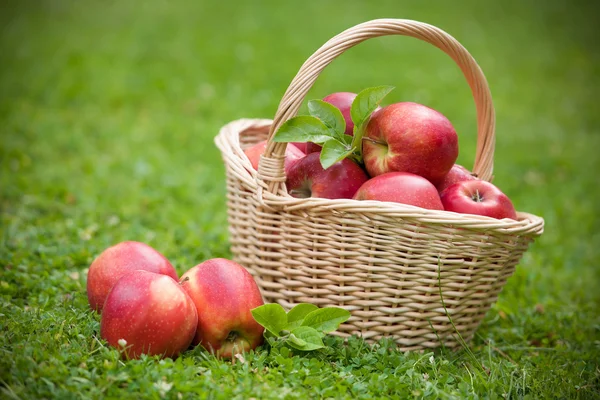 Świeże jabłka dojrzałe w koszyku — Zdjęcie stockowe