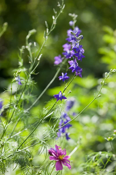 stock image Delphinium