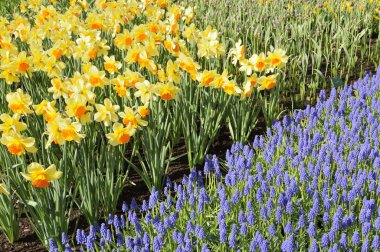 narcissi ve muscari, keukenhof