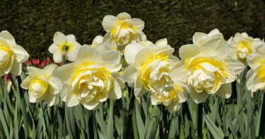 iç çamaşırı narcissi, Hollanda