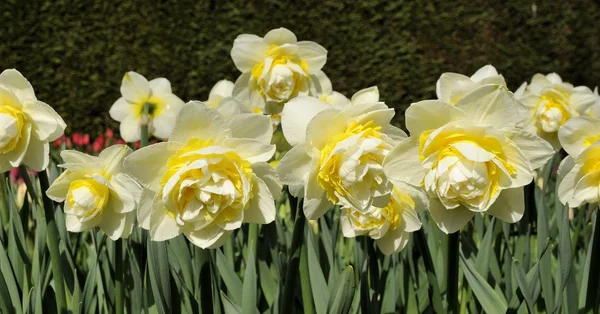 stock image Lingerie narcissi, netherlands