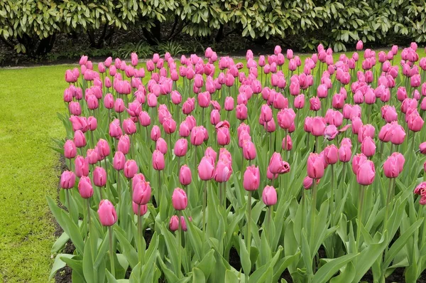 Tulipanes violetas, Países Bajos — Foto de Stock