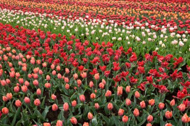 pembe kırmızı ve Beyaz Laleler, Hollanda