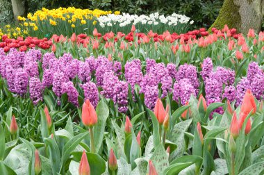 Menekşe sümbül, keukenhof