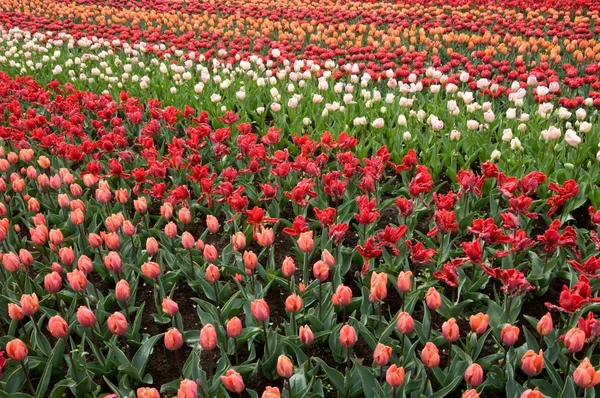 Růžové červené a bílé tulipány, Nizozemsko — Stock fotografie