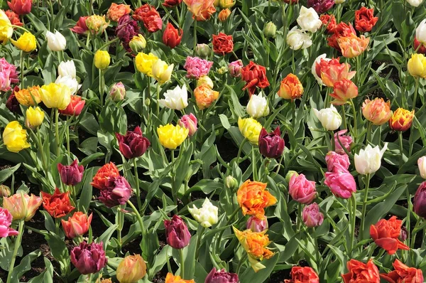 Murilo 'tulipán # 2, Países Bajos — Foto de Stock