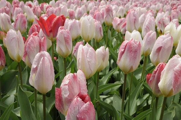 Tulipány, planoucí purissima, Nizozemsko — Stock fotografie
