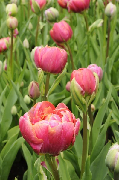 Tulipán rojo rosado, Países Bajos — Foto de Stock